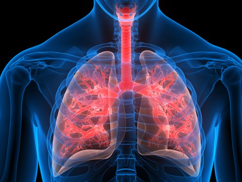 lungs illustration