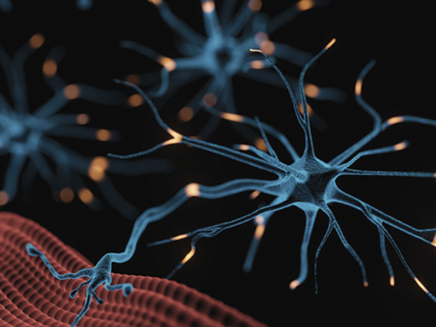 06258 neuromuscular diseases4 480