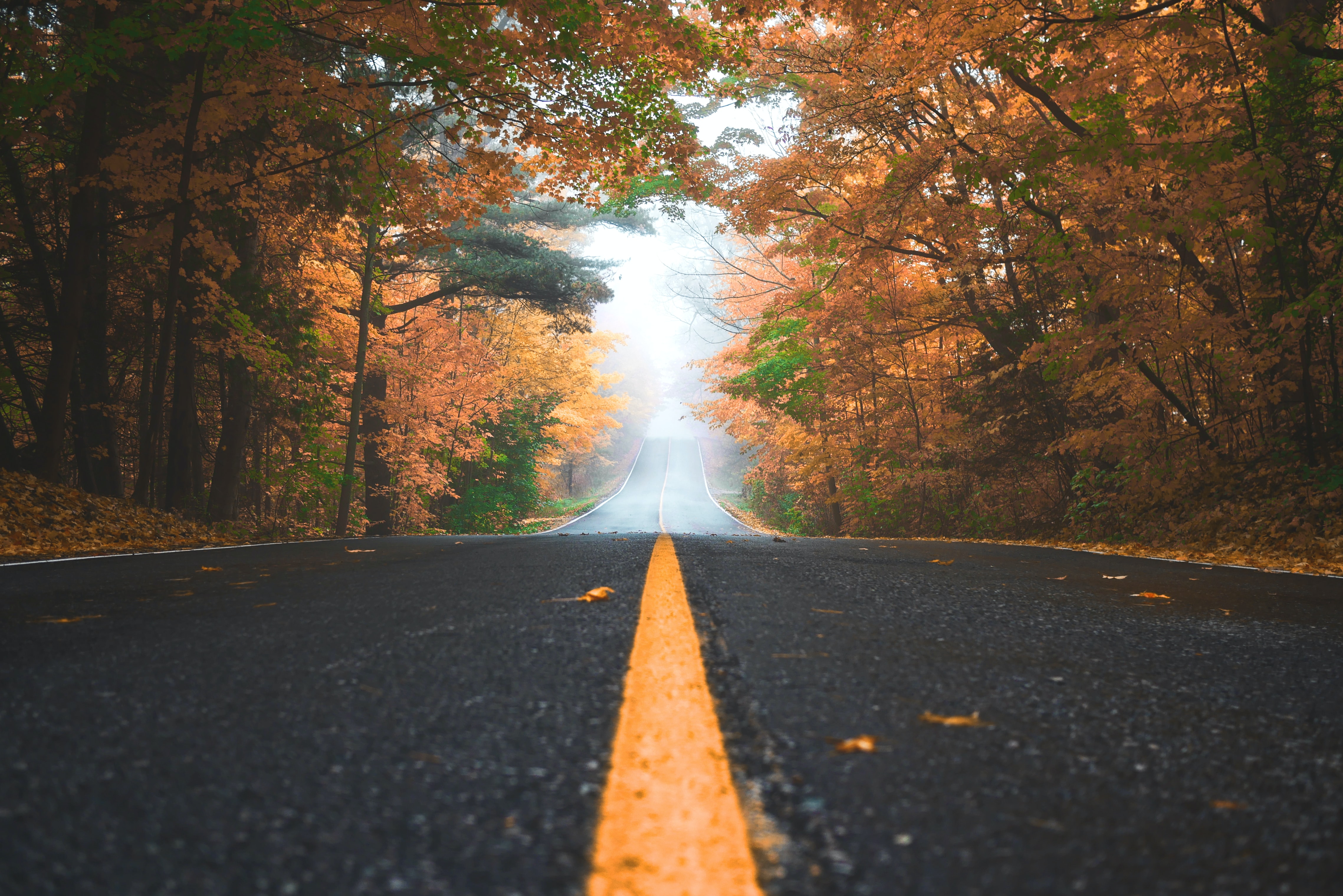road in the fall with leaves falling