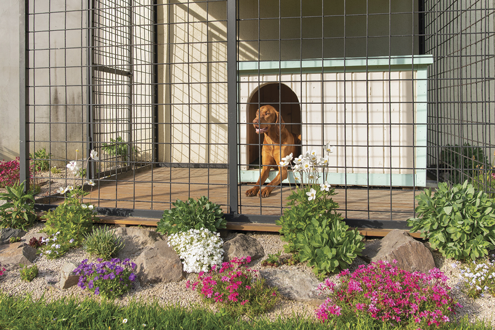 Dog in outdoor kennel