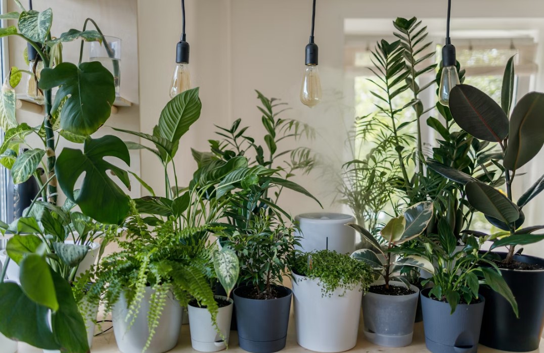 indoor houseplants