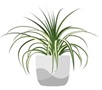 spider plant