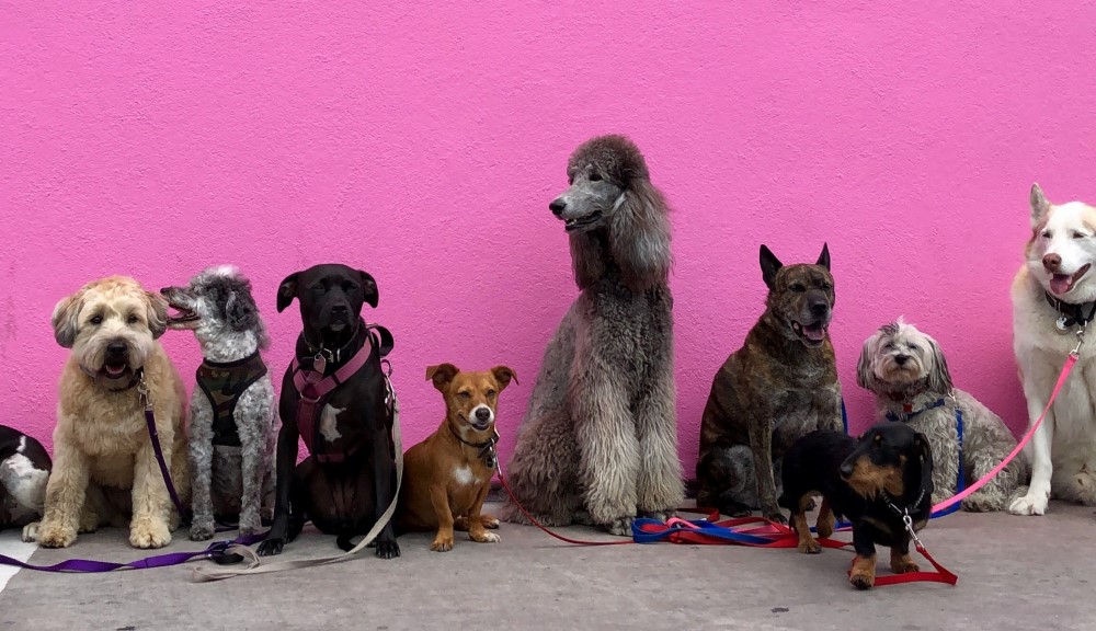dogs of various breeds with leashes lined up along a pink wall