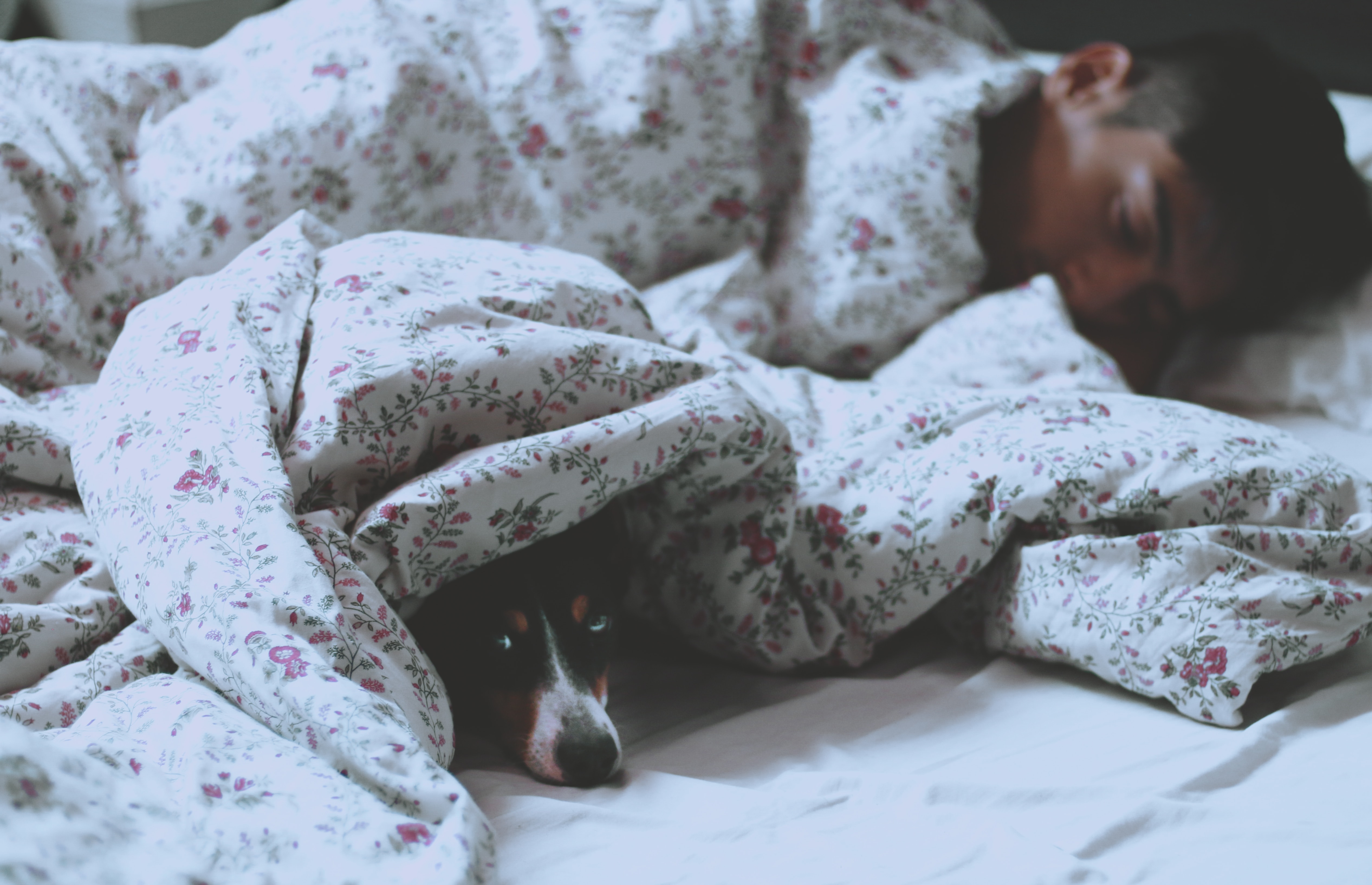 man lying on bed beside dog